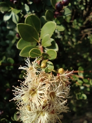 Syzygium buxifolium