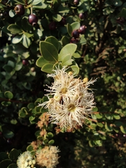 Syzygium buxifolium