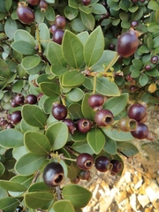 Syzygium buxifolium