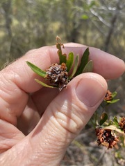 Pultenaea myrtoides