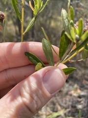 Pultenaea myrtoides