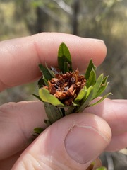 Pultenaea myrtoides