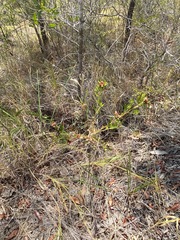 Pultenaea myrtoides