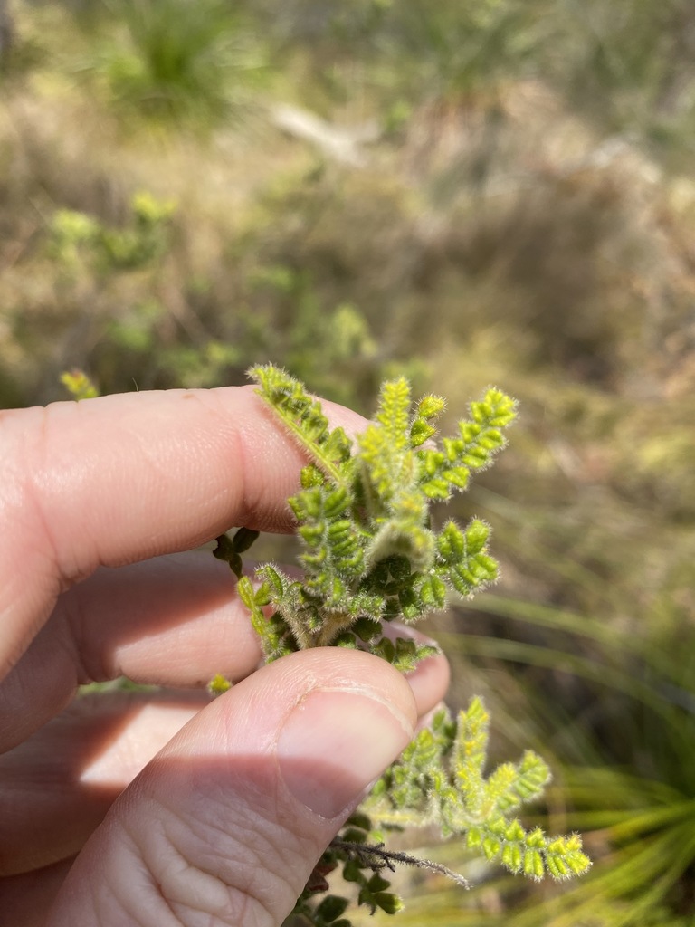 Dodonaea rupicola