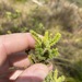 Dodonaea rupicola - Photo (c) Greg Tasney, algunos derechos reservados (CC BY-SA), subido por Greg Tasney