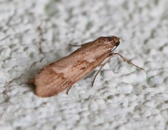 Diurnea lipsiella