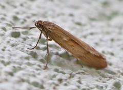 Diurnea lipsiella