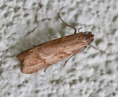 Diurnea lipsiella