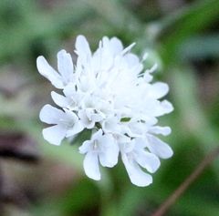 Scabiosa bipinnata