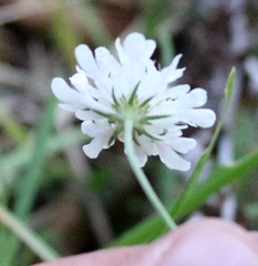 Scabiosa bipinnata