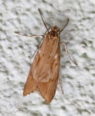 Diurnea lipsiella