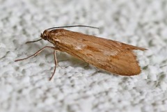 Diurnea lipsiella