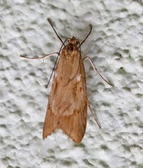 Diurnea lipsiella