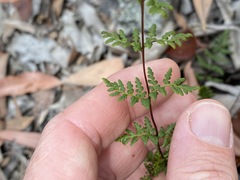 Cheilanthes sieberi sieberi