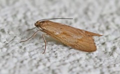 Diurnea lipsiella