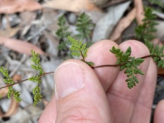 Cheilanthes sieberi sieberi