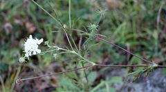 Scabiosa bipinnata
