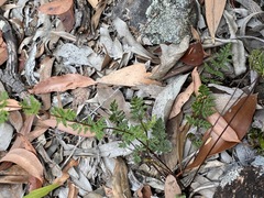 Cheilanthes sieberi sieberi