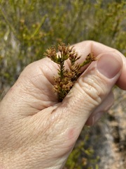 Calytrix tetragona