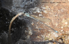Austrolestes aridus