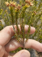 Calytrix tetragona