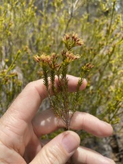 Calytrix tetragona