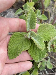 Coleus graveolens