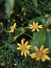 Senecio scandens