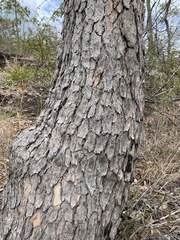 Corymbia trachyphloia