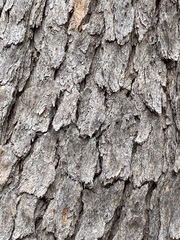 Corymbia trachyphloia