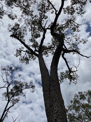 Corymbia trachyphloia