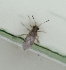 Brachycarenus tigrinus