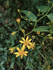 Senecio scandens