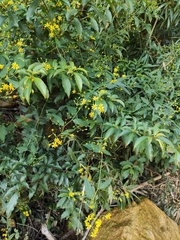 Senecio scandens