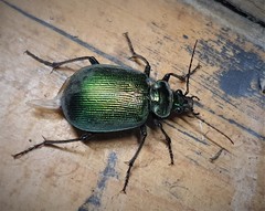 Calosoma schayeri