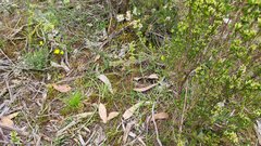 Prasophyllum pallidum