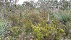 Prasophyllum pallidum