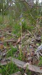 Thelymitra glaucophylla
