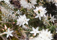 Calytrix alpestris