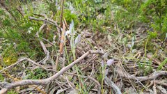 Thelymitra glaucophylla