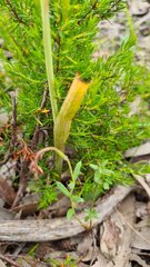 Thelymitra glaucophylla