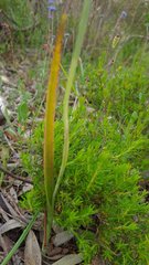 Thelymitra glaucophylla