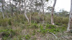 Thelymitra glaucophylla