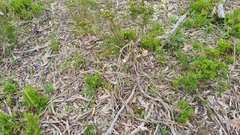 Thelymitra glaucophylla