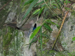 Matrona basilaris