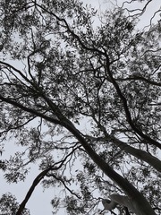 Thelymitra glaucophylla