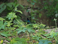 Matrona basilaris