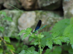 Matrona basilaris
