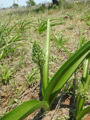Albuca seineri