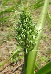 Albuca seineri